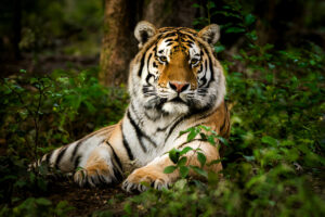 National Animal – The Bengal Tiger